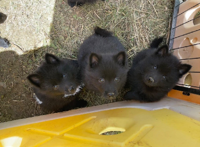 Gardiens Des Terres D'Ovalie - Schipperke - Portée née le 16/05/2024