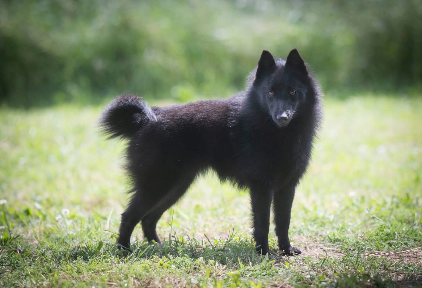 Vhagar lady black Gardiens Des Terres D'Ovalie