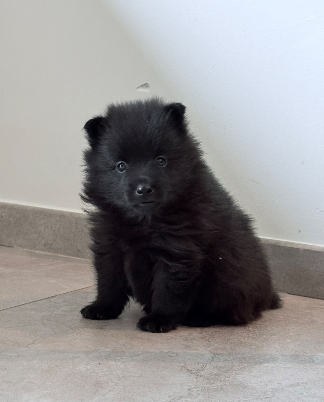Gardiens Des Terres D'Ovalie - Chiots disponibles - Schipperke
