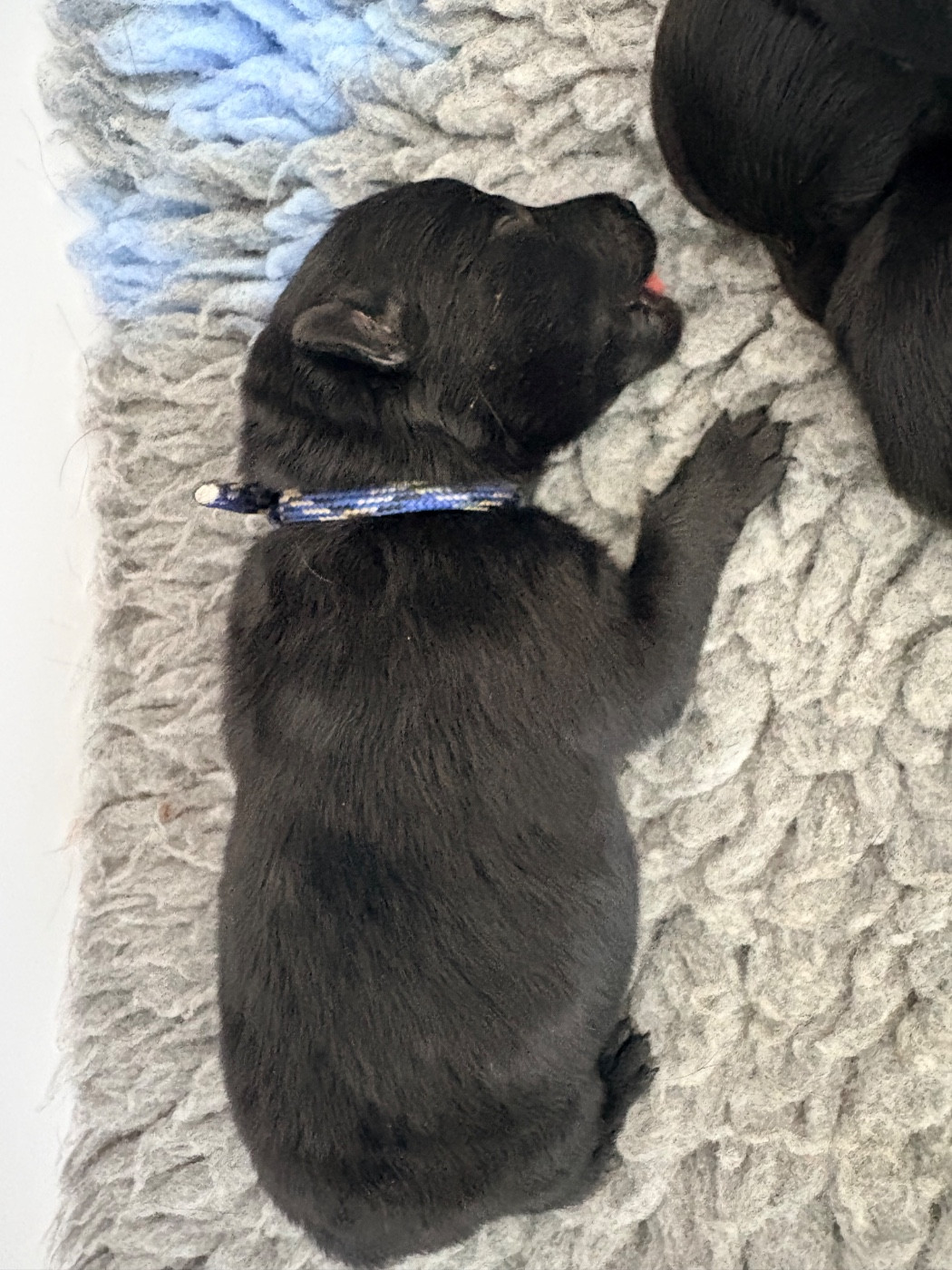 Gardiens Des Terres D'Ovalie - Chiots disponibles - Schipperke