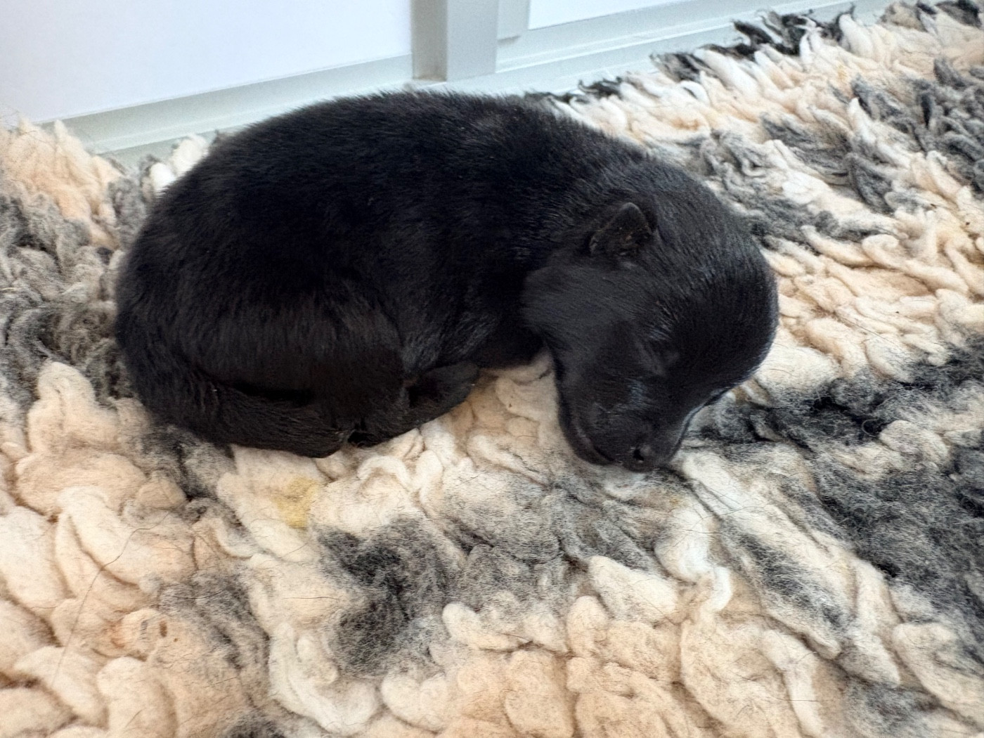 Gardiens Des Terres D'Ovalie - Chiots disponibles - Schipperke