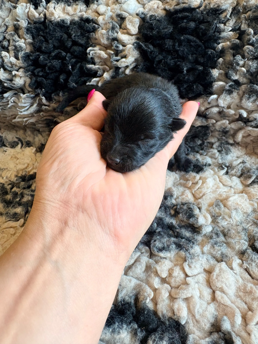 Gardiens Des Terres D'Ovalie - Chiots disponibles - Schipperke