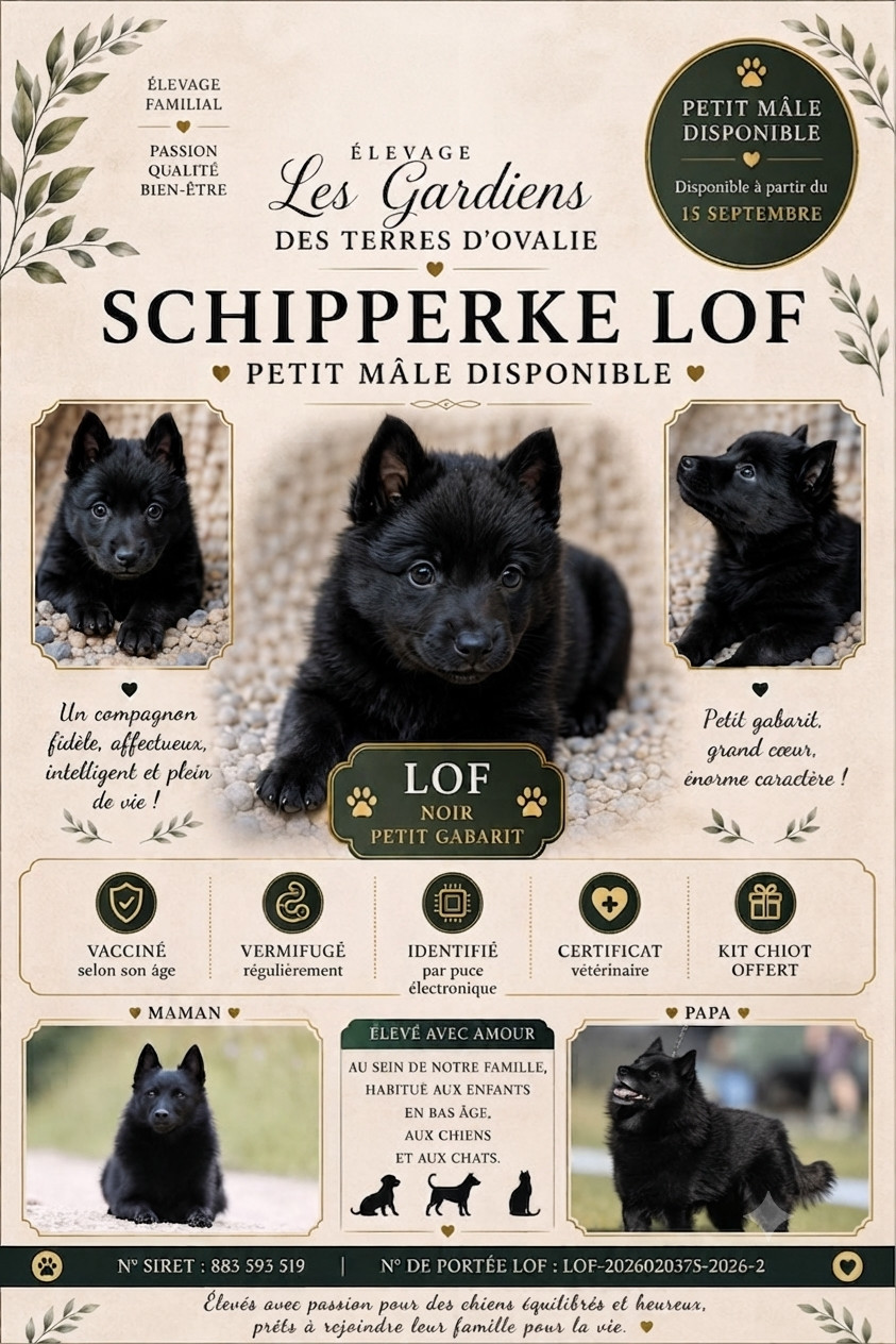 Gardiens Des Terres D'Ovalie - Schipperke - Portée née le 15/07/2026