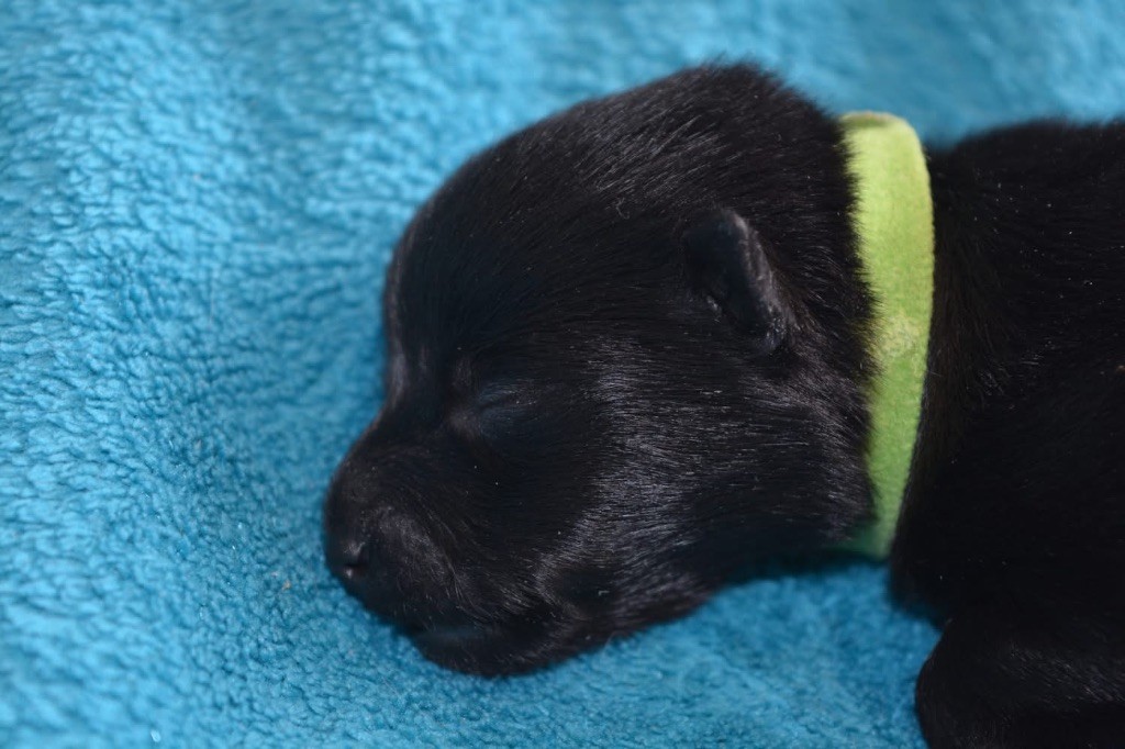 Gardiens Des Terres D'Ovalie - Chiots disponibles - Schipperke