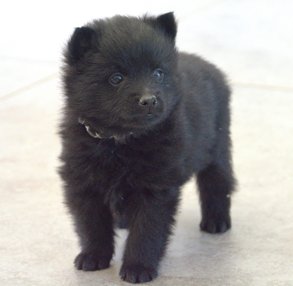 Gardiens Des Terres D'Ovalie - Chiots disponibles - Schipperke