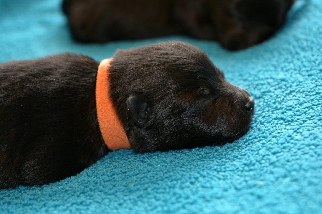 Gardiens Des Terres D'Ovalie - Chiots disponibles - Schipperke