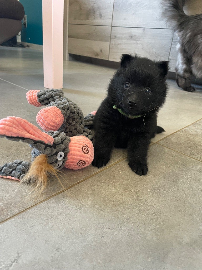 Gardiens Des Terres D'Ovalie - Chiots disponibles - Schipperke