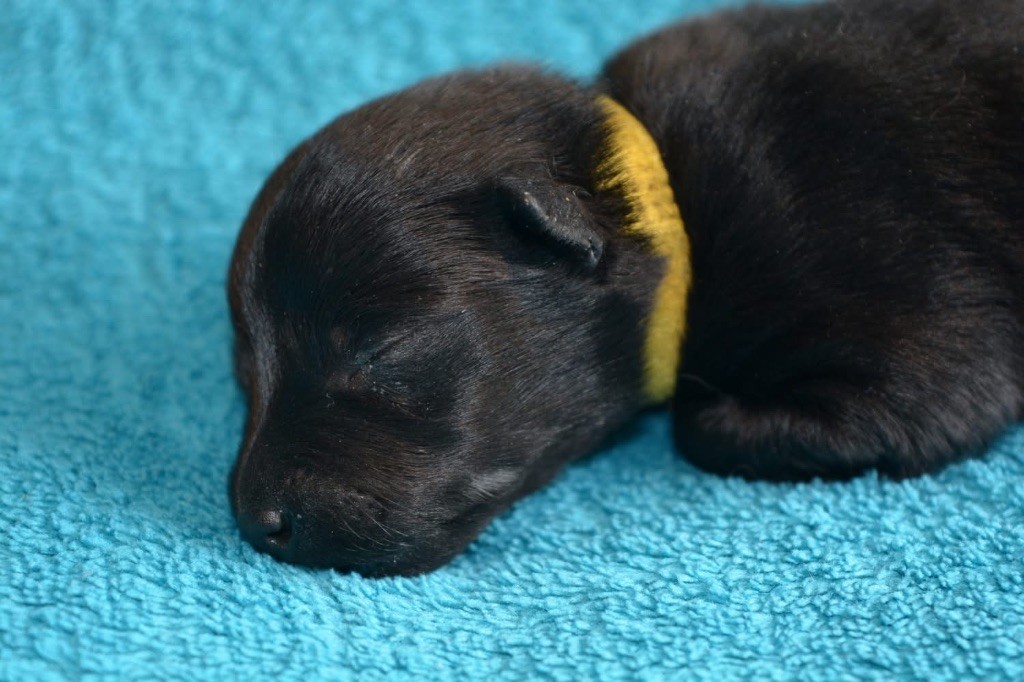 Gardiens Des Terres D'Ovalie - Chiots disponibles - Schipperke