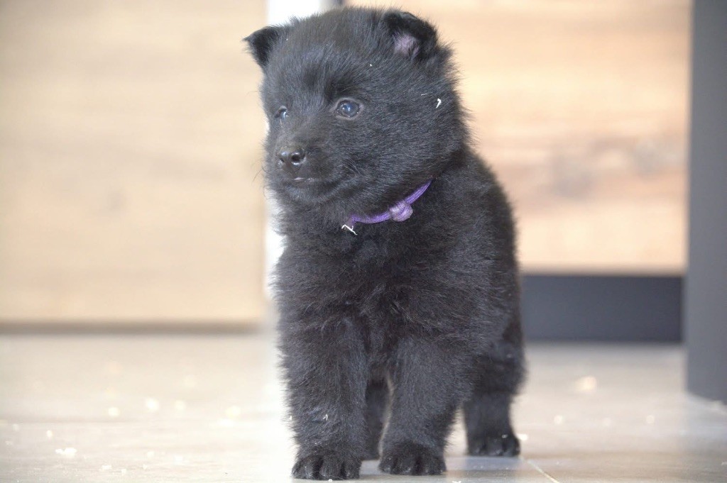 Gardiens Des Terres D'Ovalie - Chiots disponibles - Schipperke