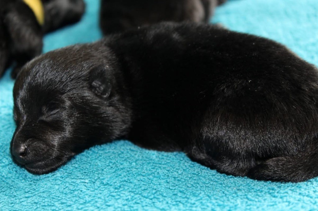Gardiens Des Terres D'Ovalie - Chiots disponibles - Schipperke