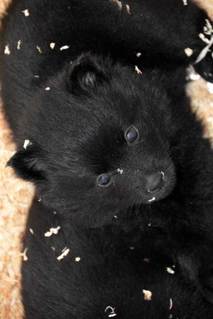 Gardiens Des Terres D'Ovalie - Chiots disponibles - Schipperke