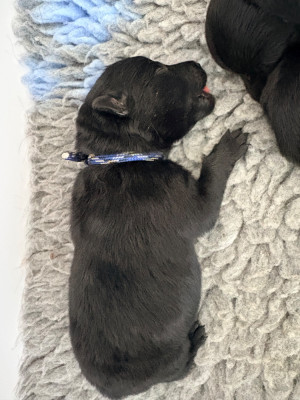 CHIOT 2
