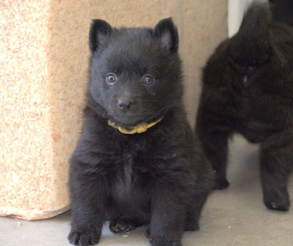 Gardiens Des Terres D'Ovalie - Chiots disponibles - Schipperke