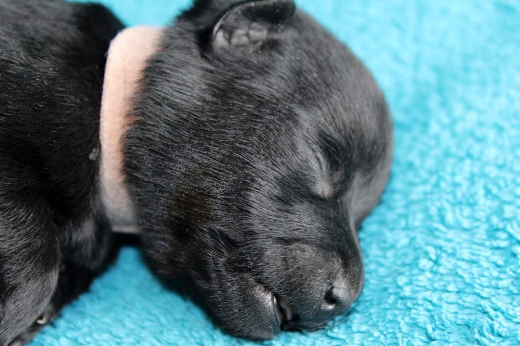 Gardiens Des Terres D'Ovalie - Chiots disponibles - Schipperke